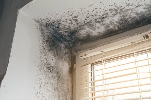 Affordable Mold Inspection And Testing solutions in Bulverde, TX